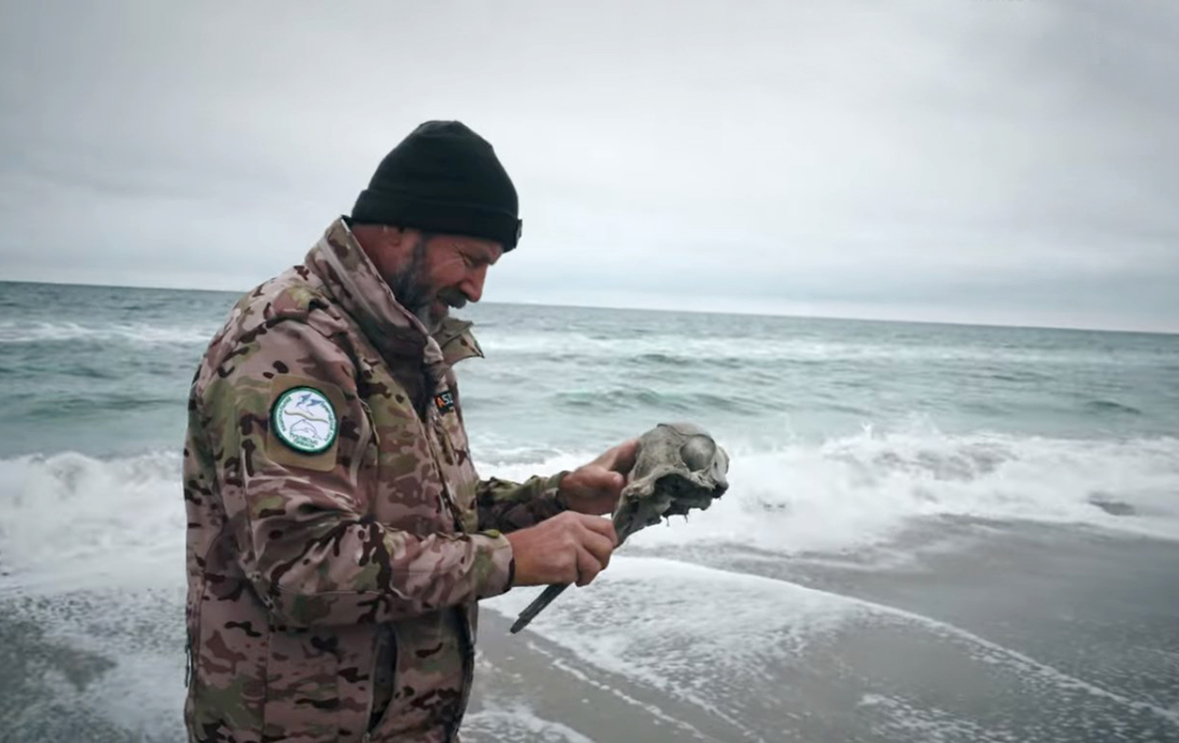 Из-за российских обстрелов в Черном море погибли тысячи дельфинов (видео)